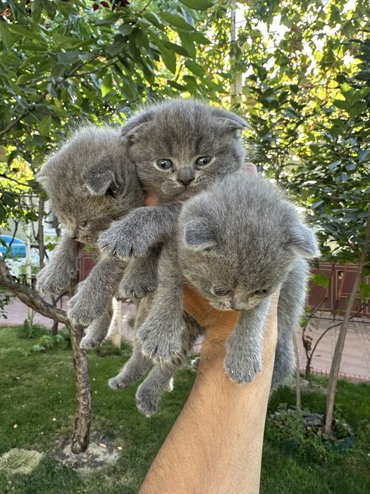 Скотиш фолд котята