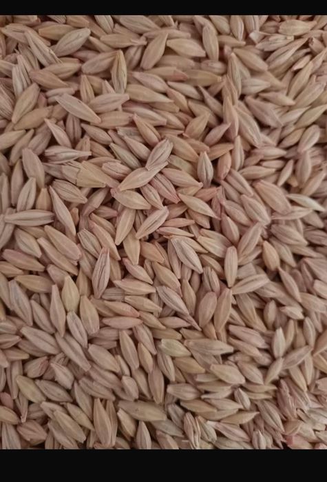 Арпа урык   сатылад таза дәріленген