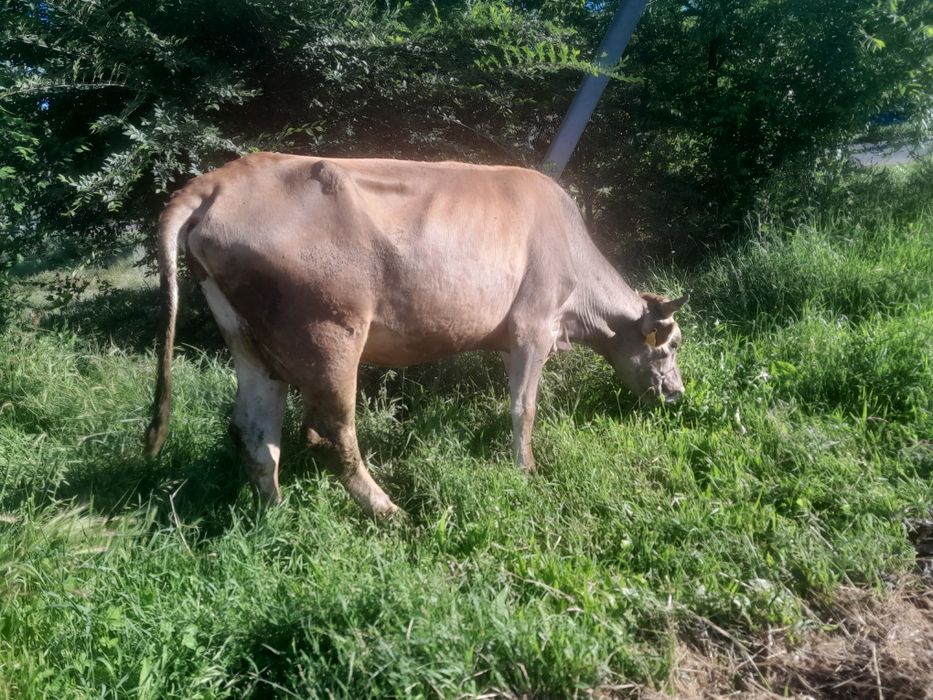 Продам Карову!!!