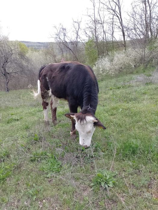 Vaca și junica de vanzare tinere