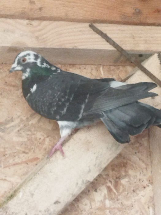 Vând porumbei  de ornament