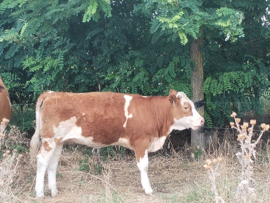 Vand tăurași si vitele ( 9 bucati)