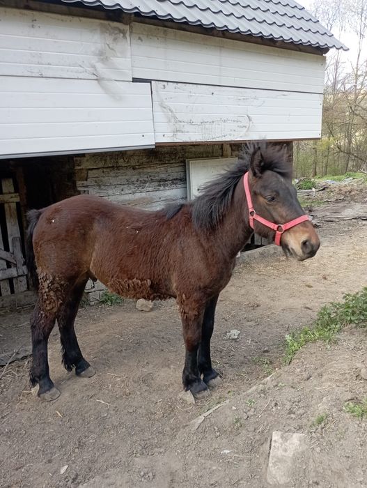 Vând o iapă cu mânză și un mânz