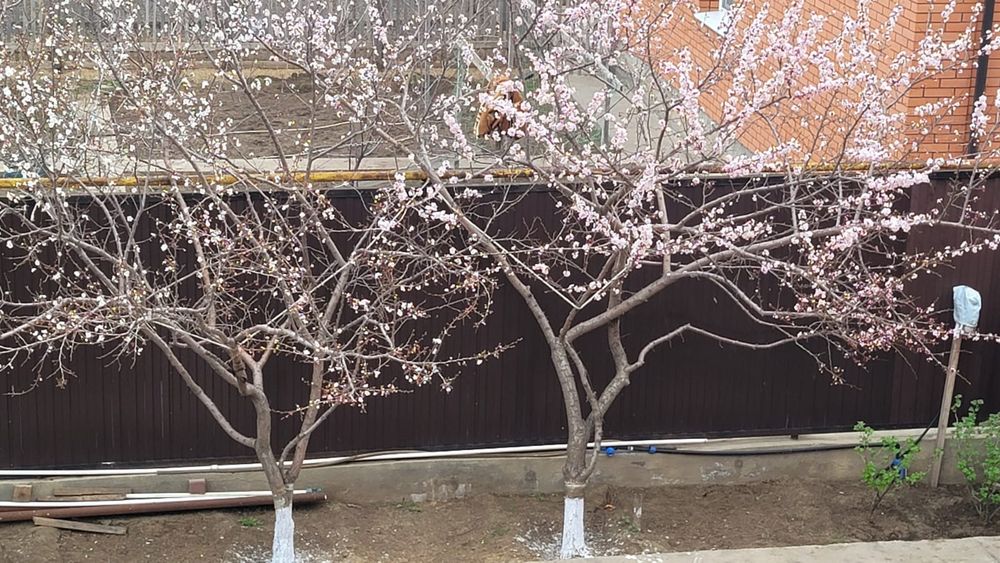 Саженцы абрикоса