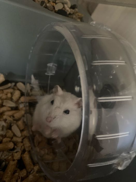 клетка с хомяком