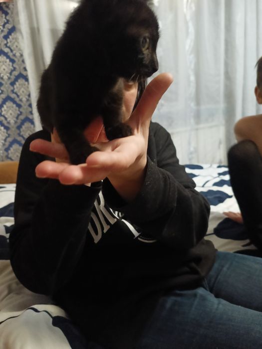 Отдам котенка в добрые руки, девочка