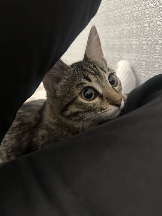 Британская кошка