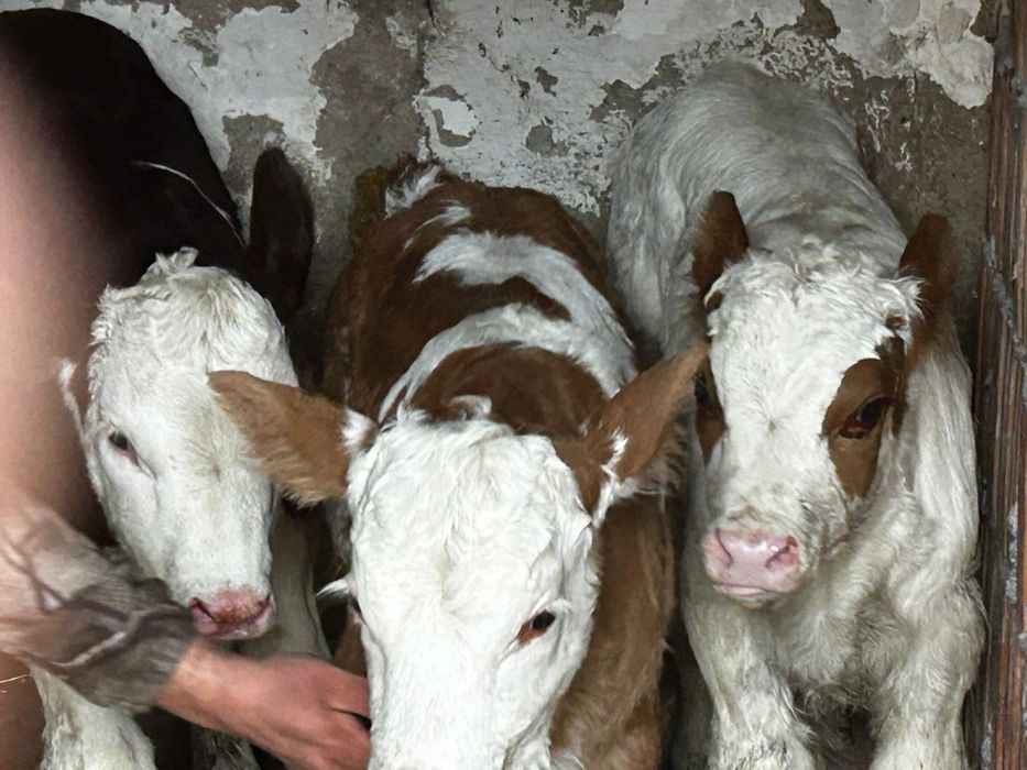 Vand o viteaua belgiana un taure baltat si mai o vitea baltata