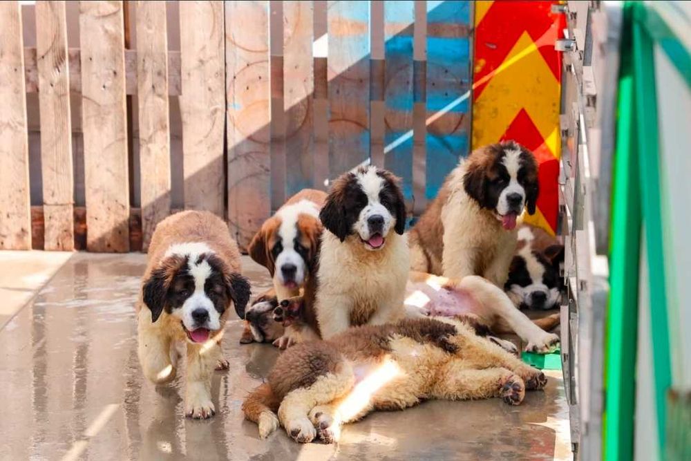 Saint Bernand 3 luni