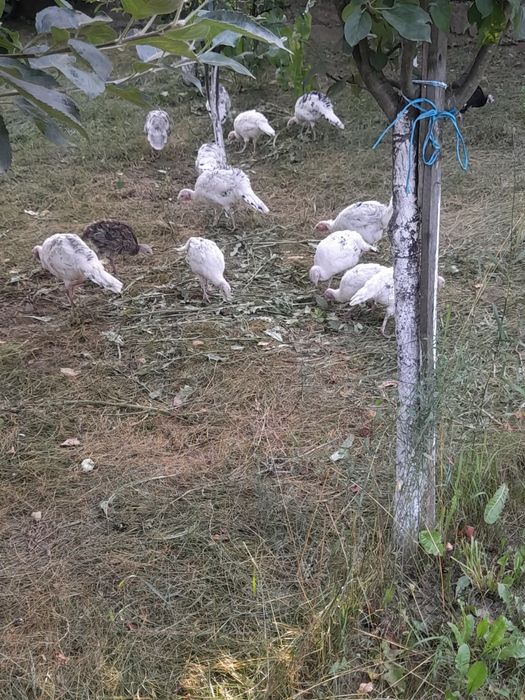 Vând pui de curca de țară