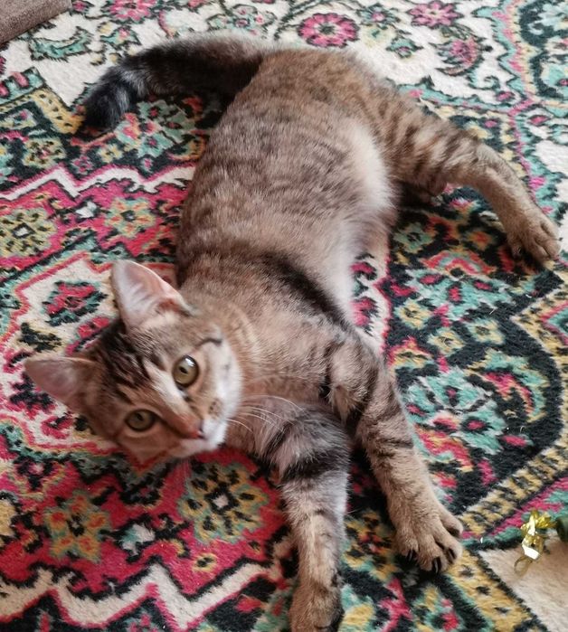 Кошечка ищет дом
