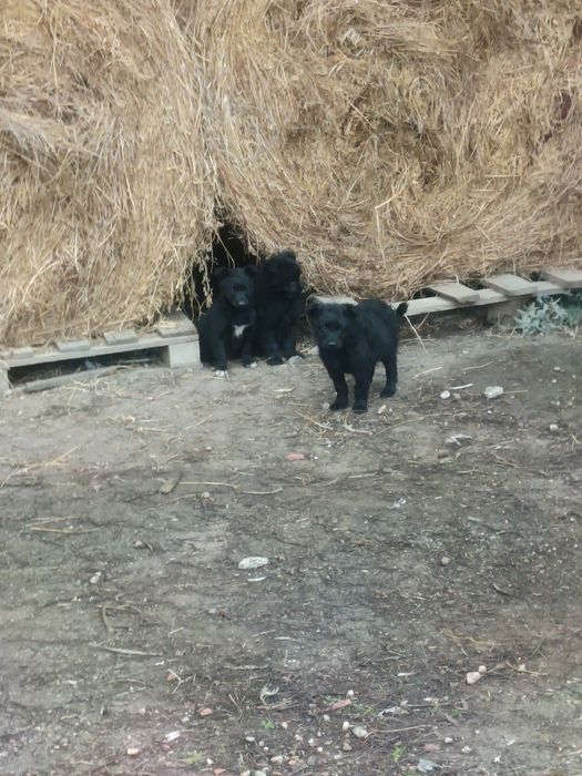 Vând pulei cu pedigri