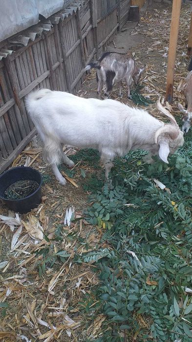 Animale  gospodărie