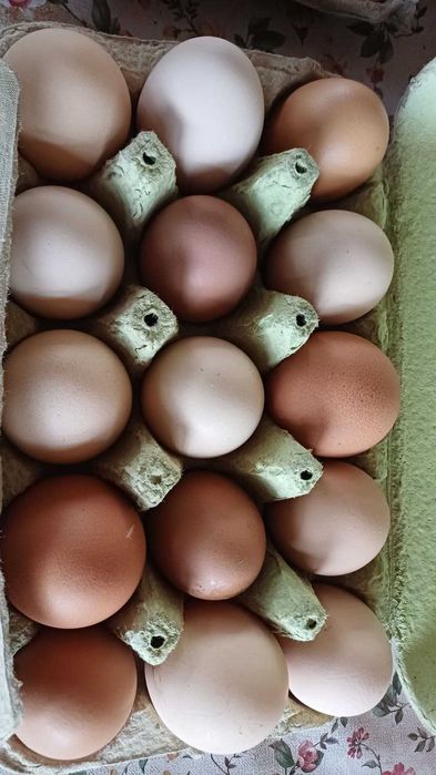 Vând ouă proaspete