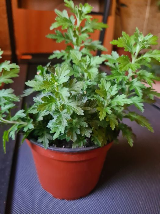 Комнатные растения