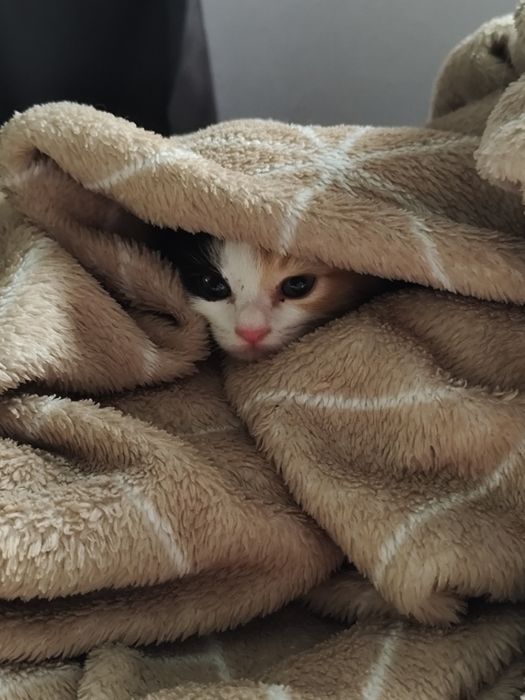 Отдадим котят в добрые руки