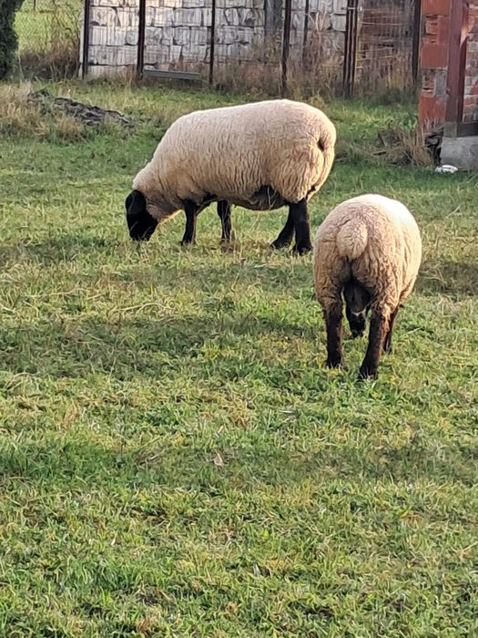 Vindem oi rasa Suffolk