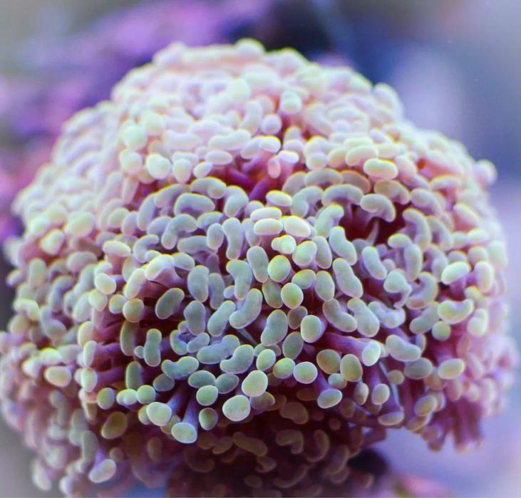 Эуфилии. Море. Аквариум.