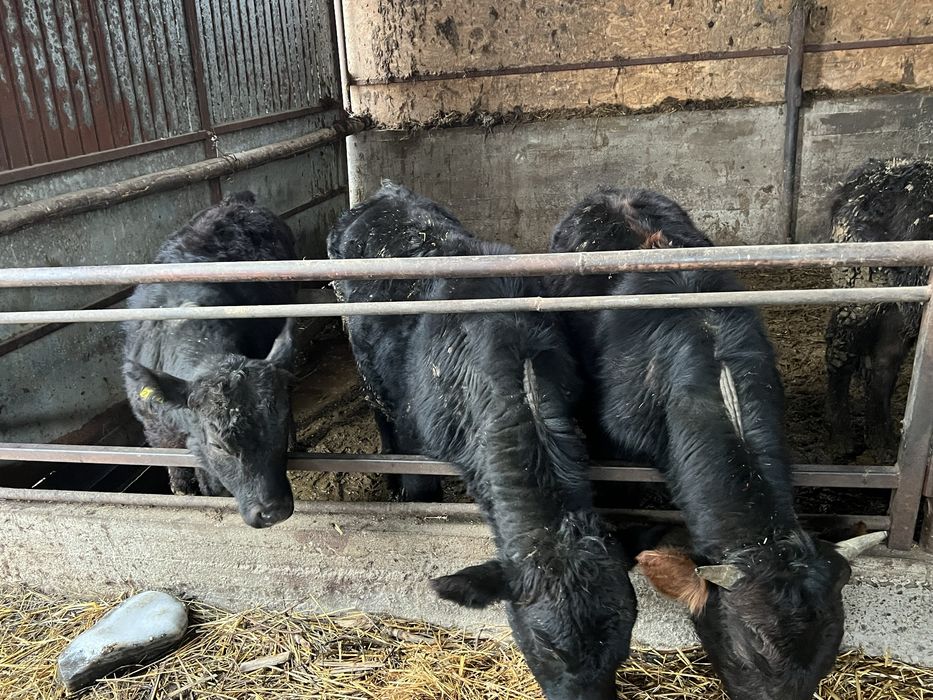 Vand 25 taurasi,masculi