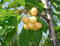 Cires galben Imperial dulce