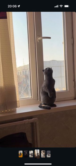 Кошка породистая висолухая