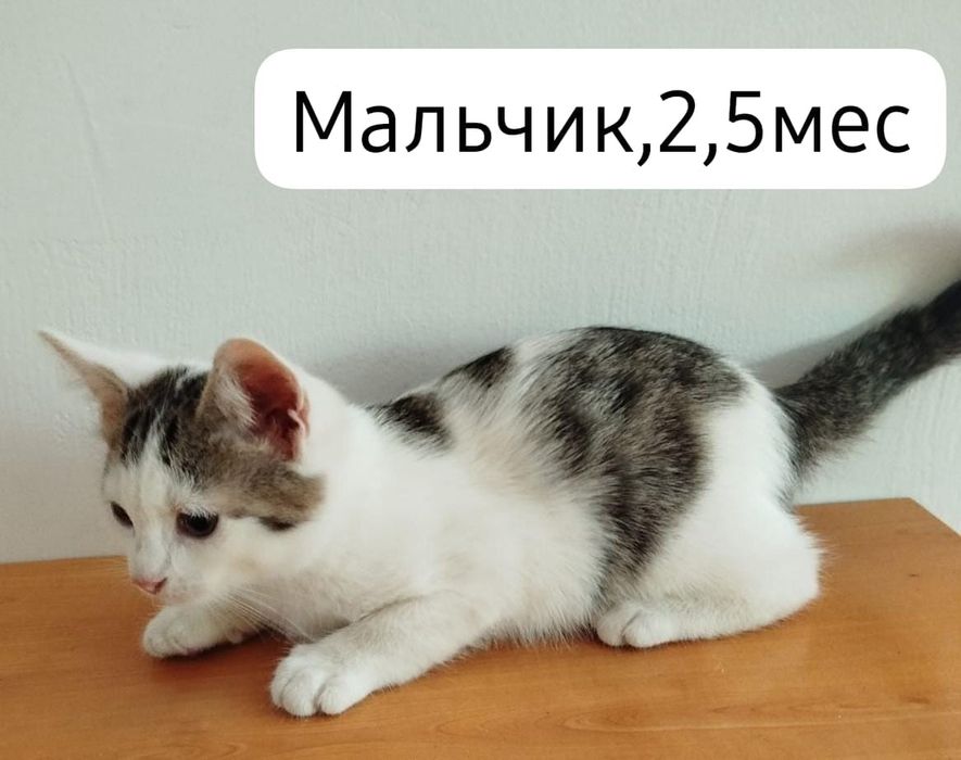 Котята бесплатно⁹