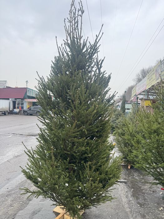 Новогодние елки 10.000