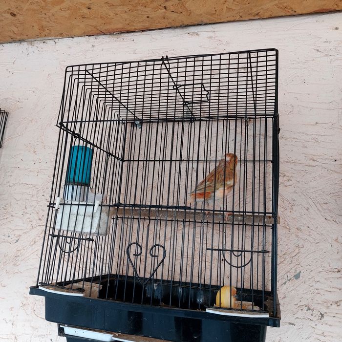 Прадётся канарейка самец