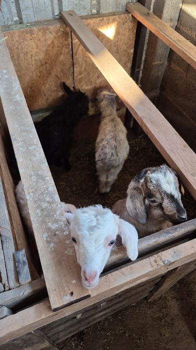 Лақтар сатылады, Козлята продается