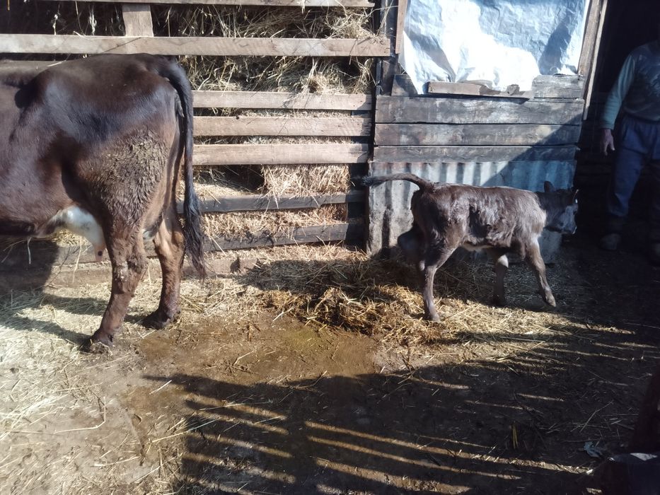 Vitea caută casa nouăi
