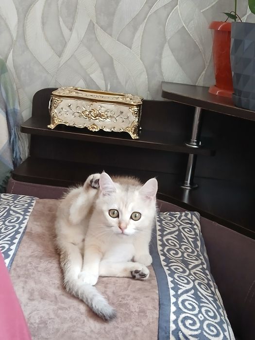 Пародистая кошка