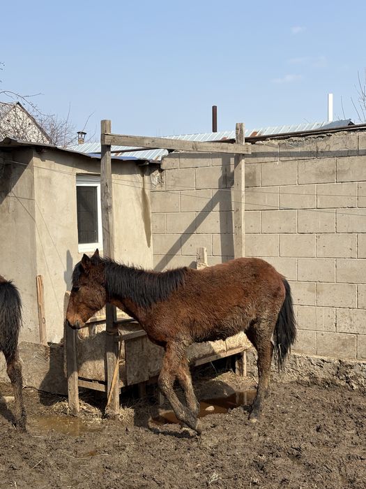 Тай жеребёнок срочно