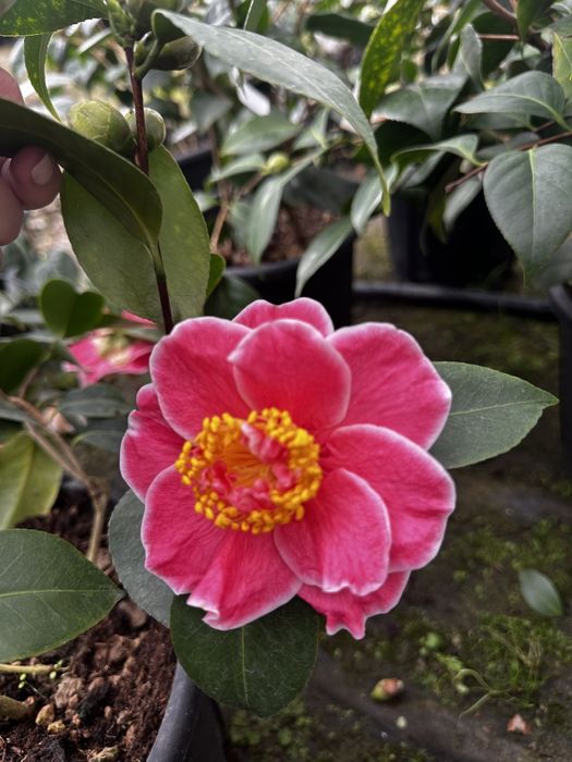 Tuia, catalpa, leylandii, peisagistică-grădină