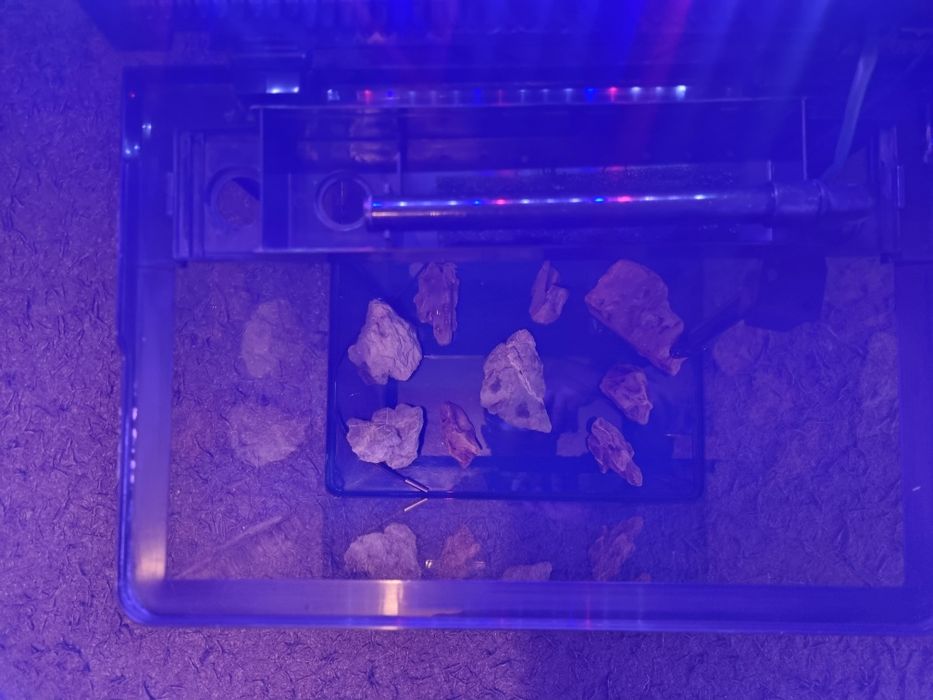 Vând acvariu pești