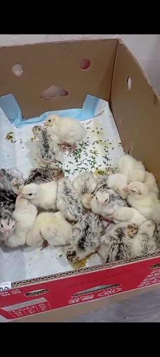 Продам    индюшат