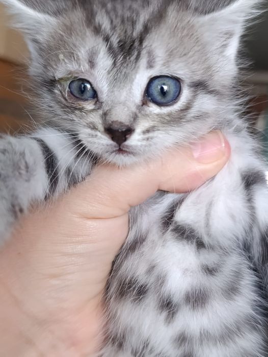 Отдам в добрые руки