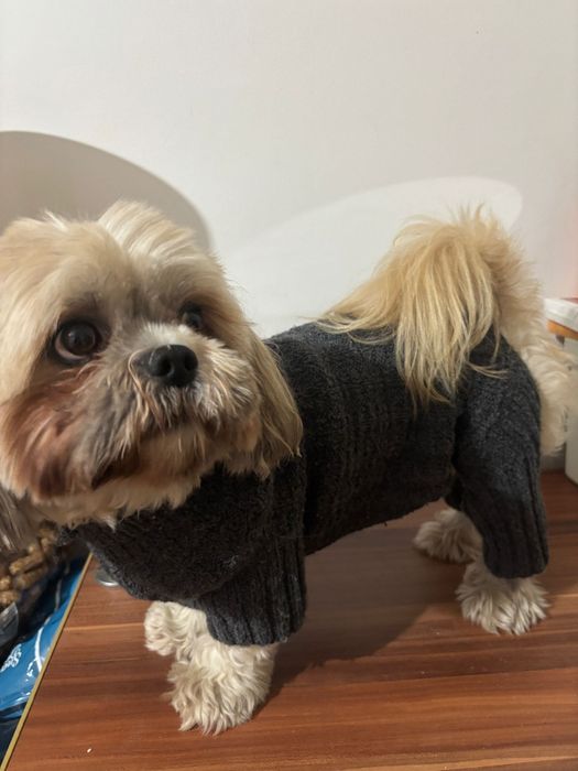 Hăinuțe căței lucrate manual si căciuliță cadou