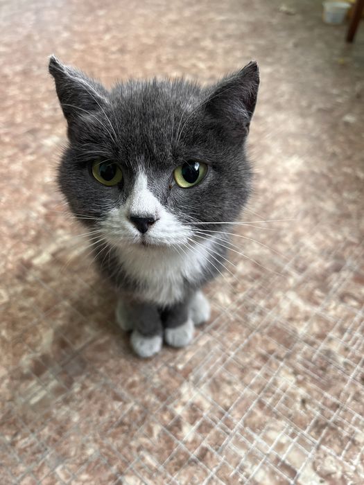 Отдам даром кошку. Привезу в пределах города.