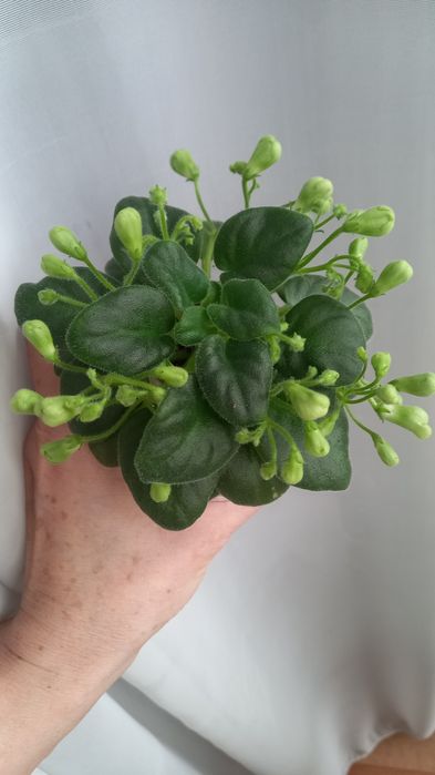 Фиалки сортовые.