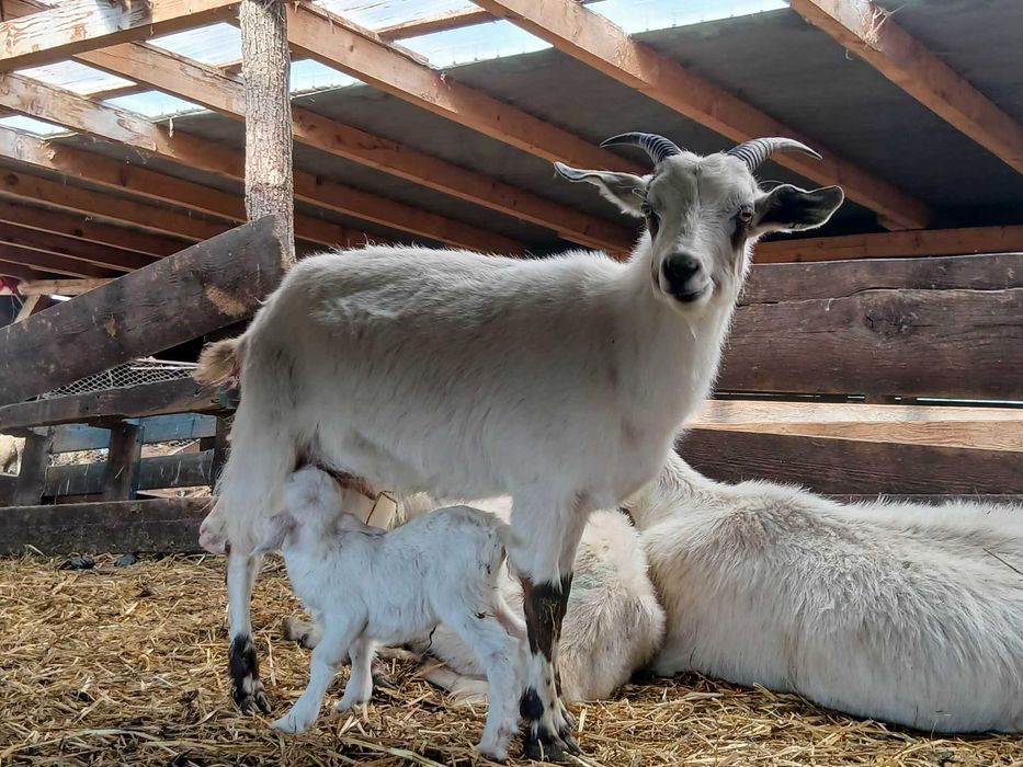 Capre metisi boer saanen cu iezi !