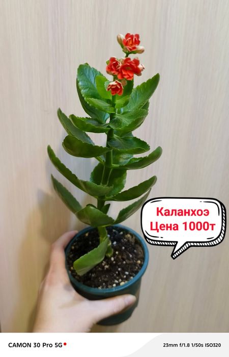 Продам комнатные цветы!