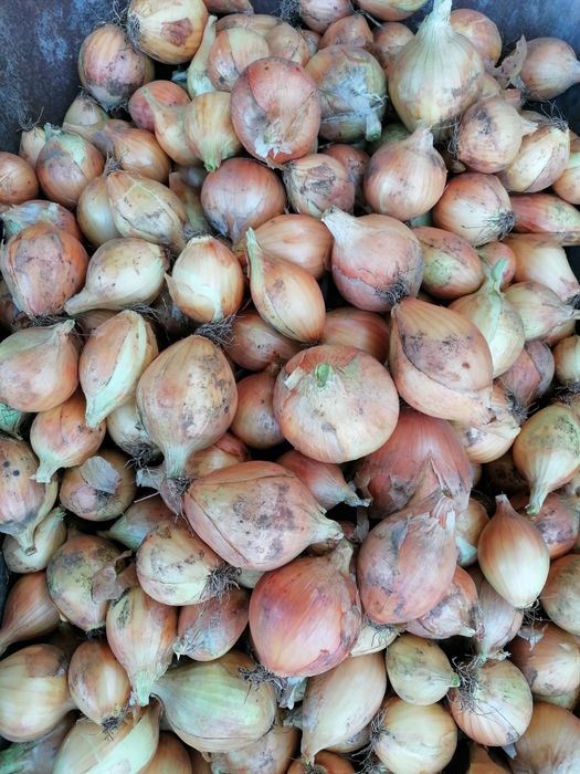 Vând ceapa producție 2025