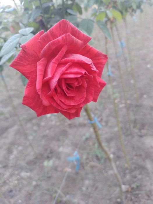 Штамплар сотилади