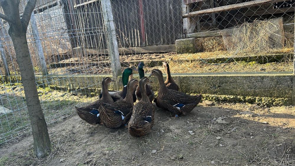 Vând rațe rasa Rouen