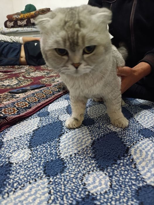Scottish Fold 100% Тоза еркак мушук сот илади