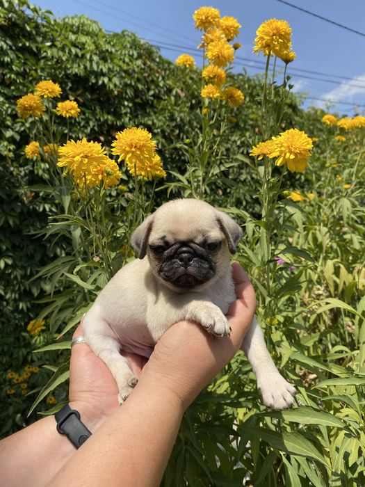 Мопс на вязку кобель