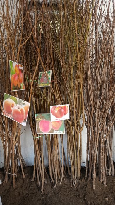 Көшет жемыс агаштары