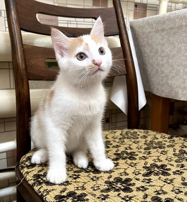 ПРИСТРАИВАЕТСЯ котик мальчик