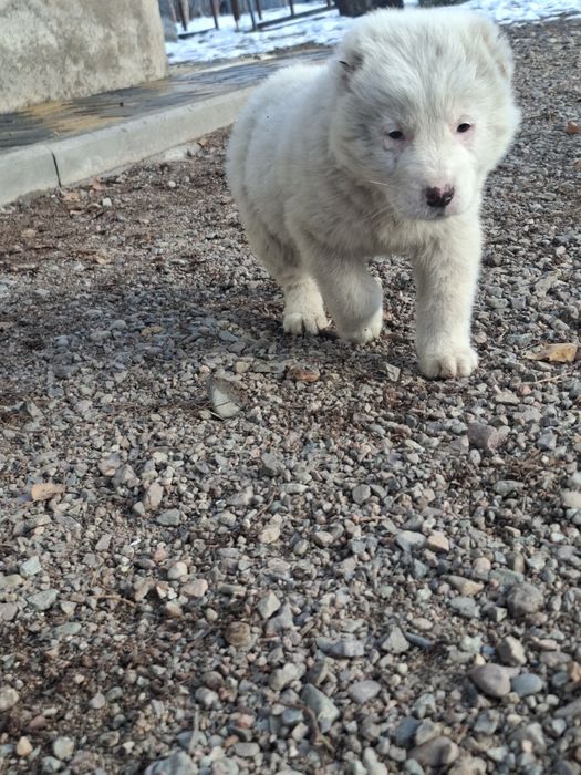 Продам щенка алабая девочка