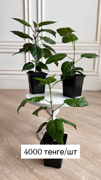 Махровый гибискус (китайская роза)